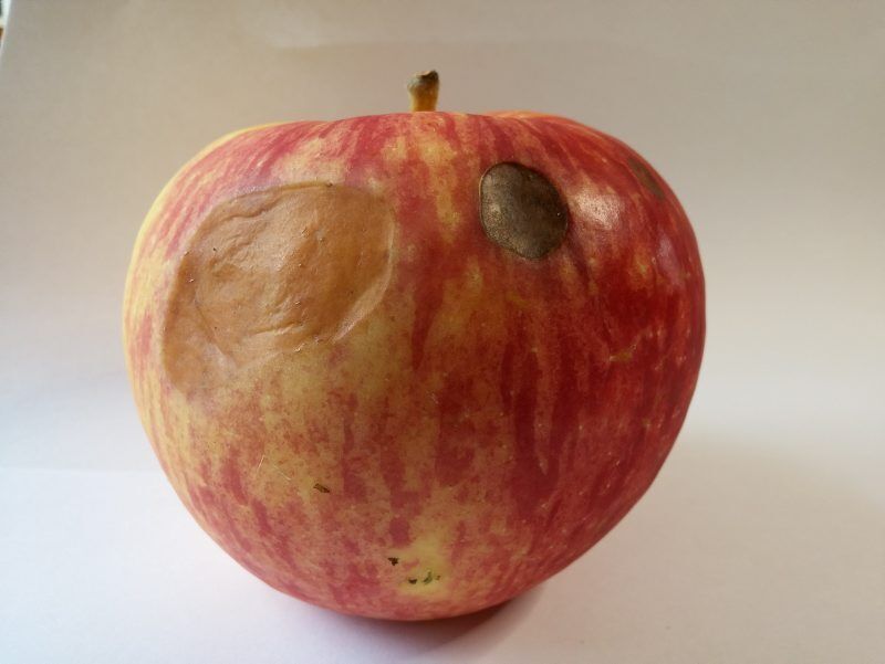 LF20210403N-Sergeant-Apples.jpg